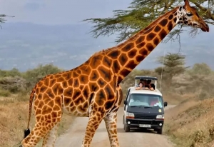 8-Day Hells Gate Crescent Island Lake Nakuru Masai Mara Game Safari (USD $1198 PER PERSON)